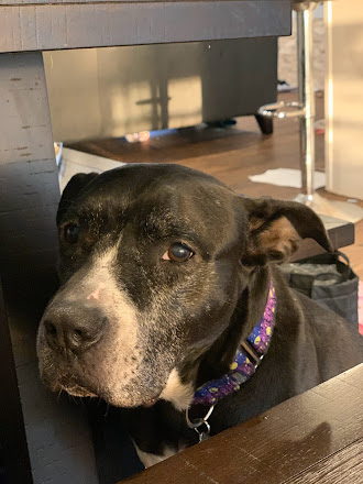 Dip under the table waiting patiently for dinner scraps