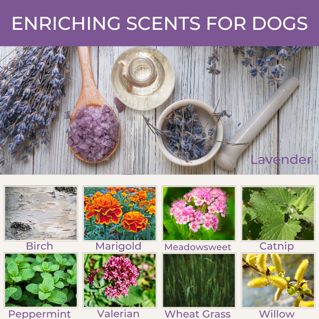 Plants that dogs enjoy sniffing.  Scent detection.