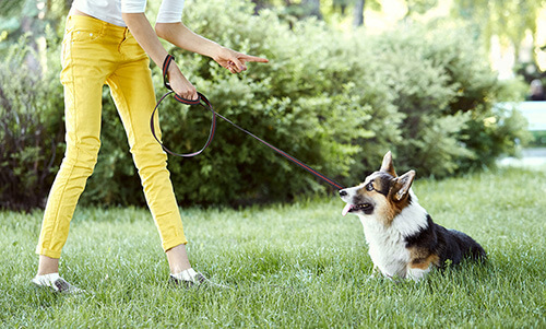 Woman Training Puppy In A Park