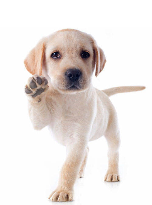 Puppy training near me