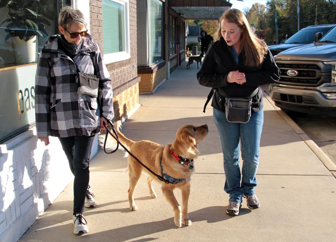 Women Walking Golden Retriever On Sunny Day