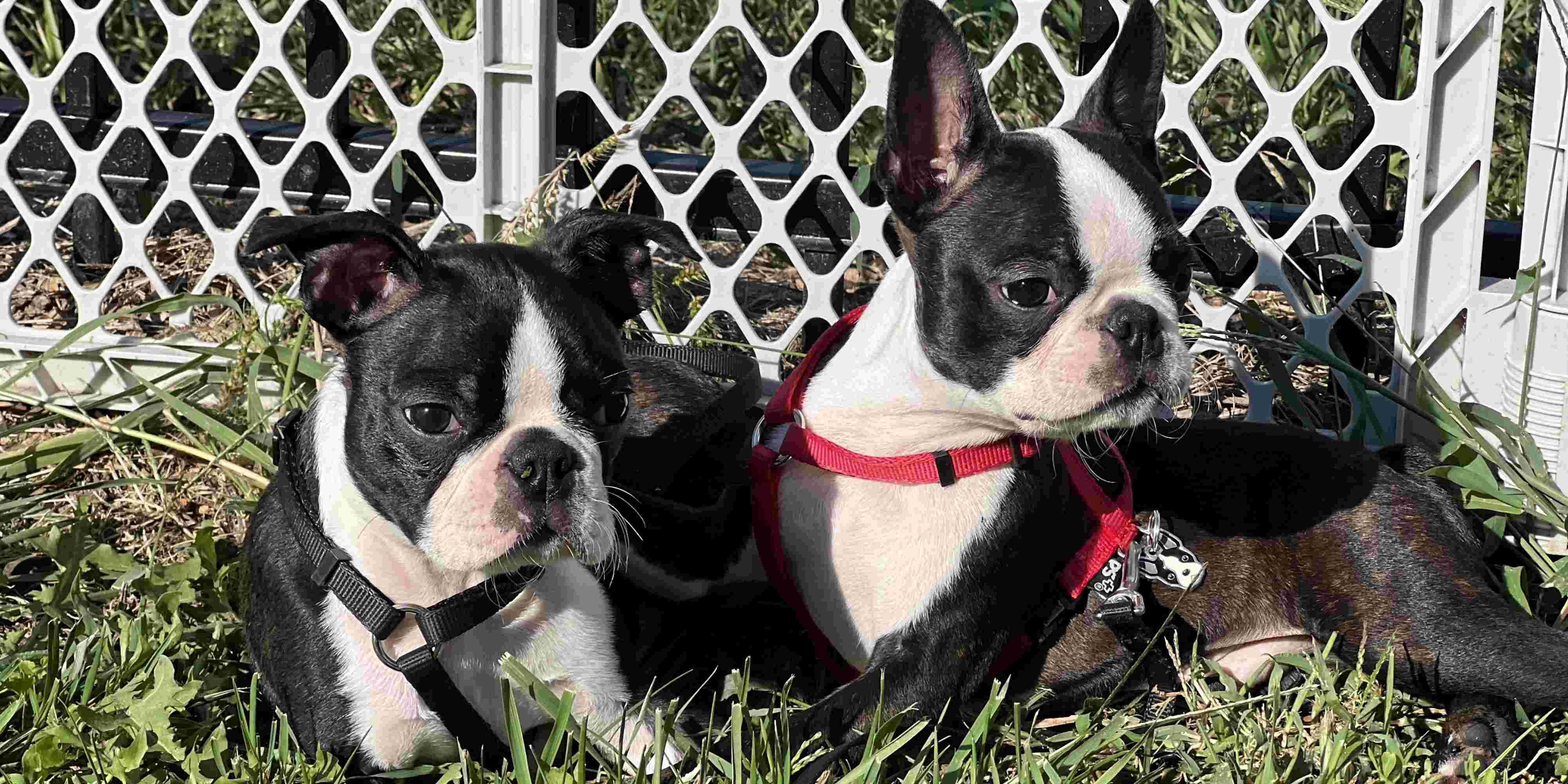 2 Bostons By Exercise Pen