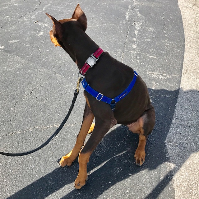 Nikia Paw Lift