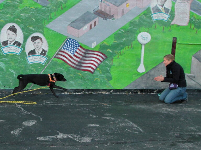 teach your dog to come when called Recall training dog runs toward owner