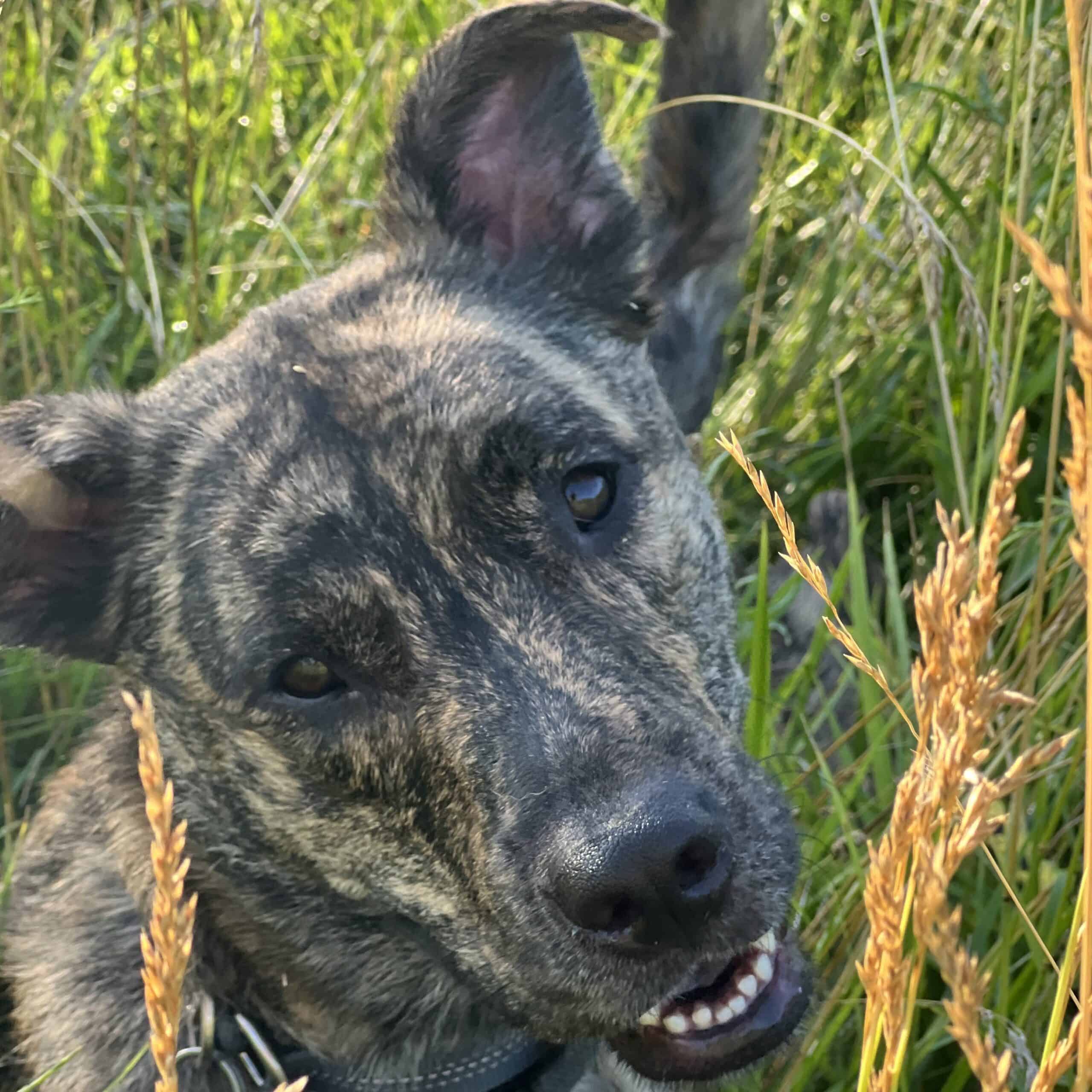 Odie Head Tilt
