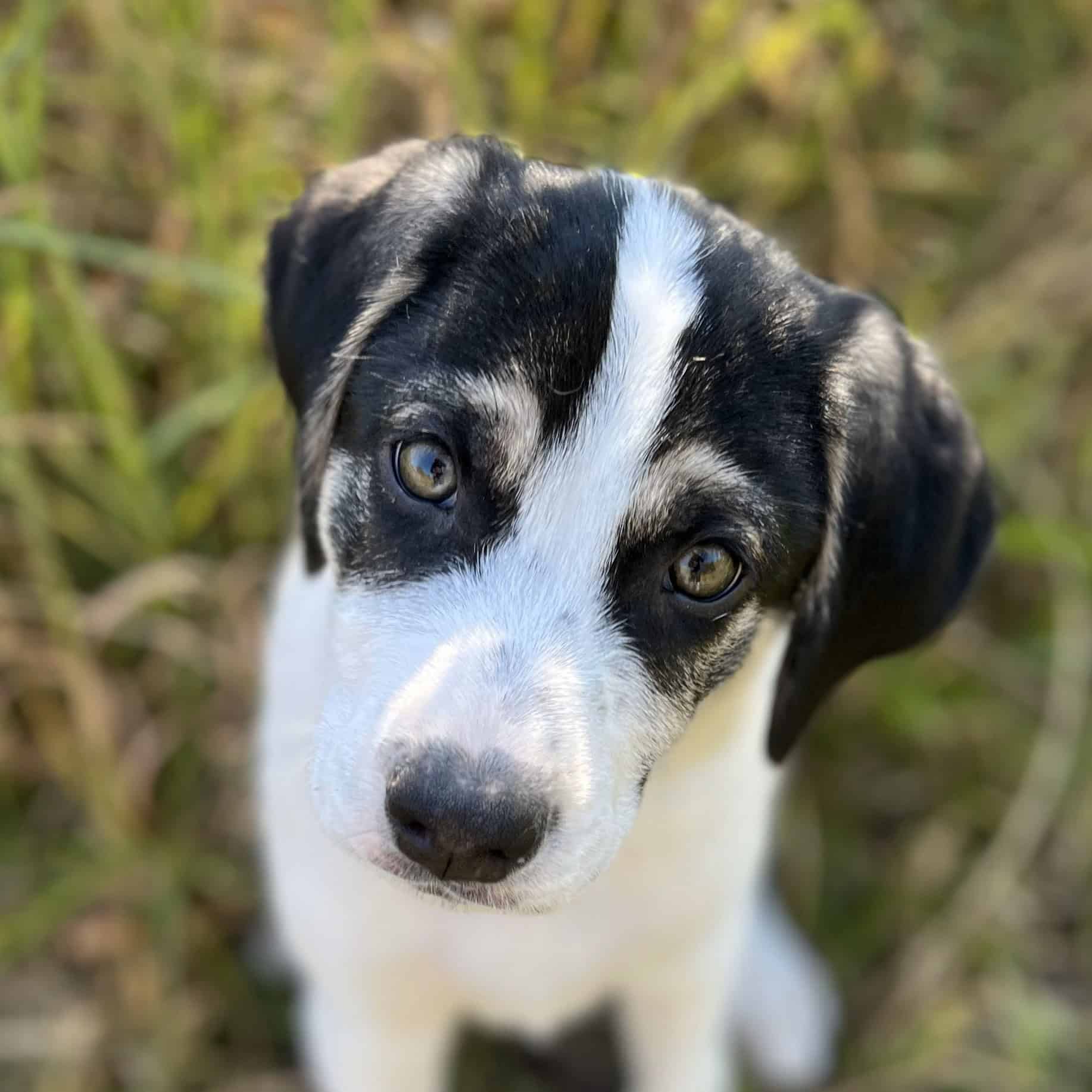 puppy Head Tilt
