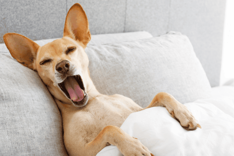 Sleepy Dog