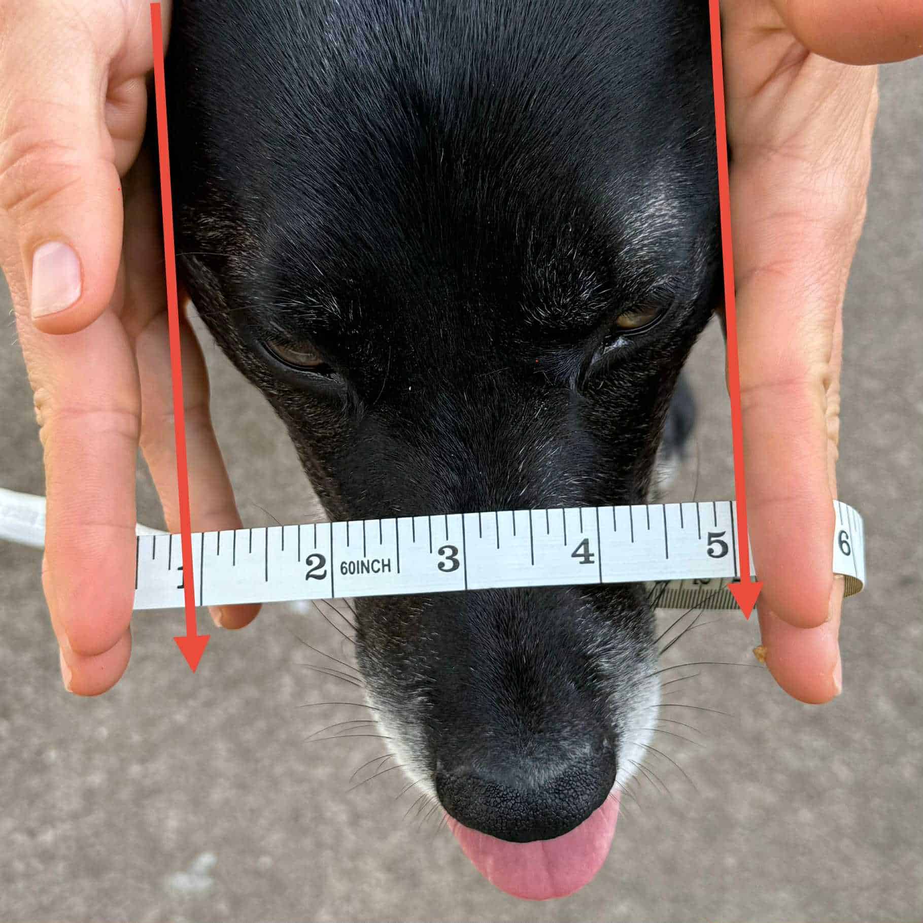 fitting a muzzle measuring head width