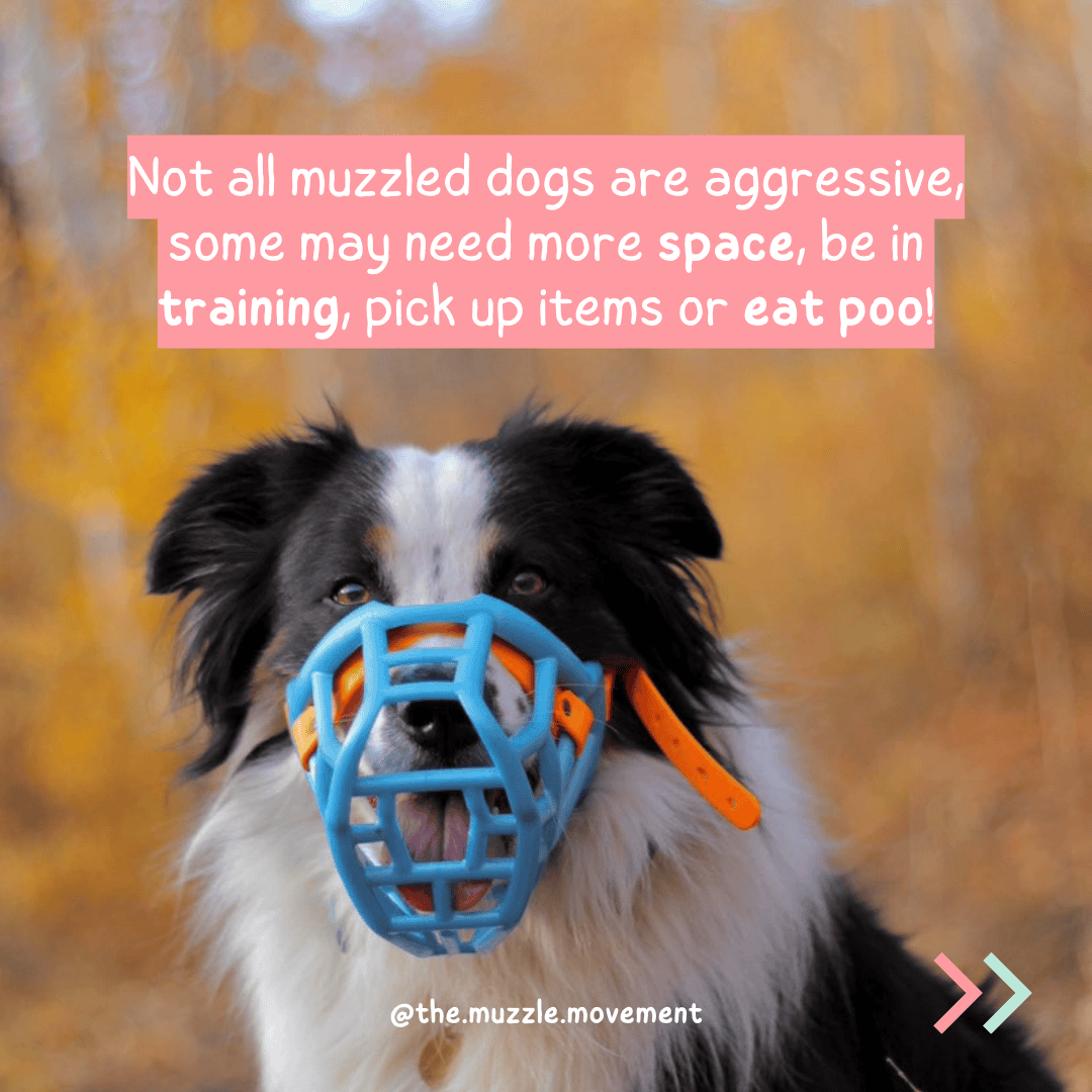 Not All Muzzled Dogs Are Aggressive