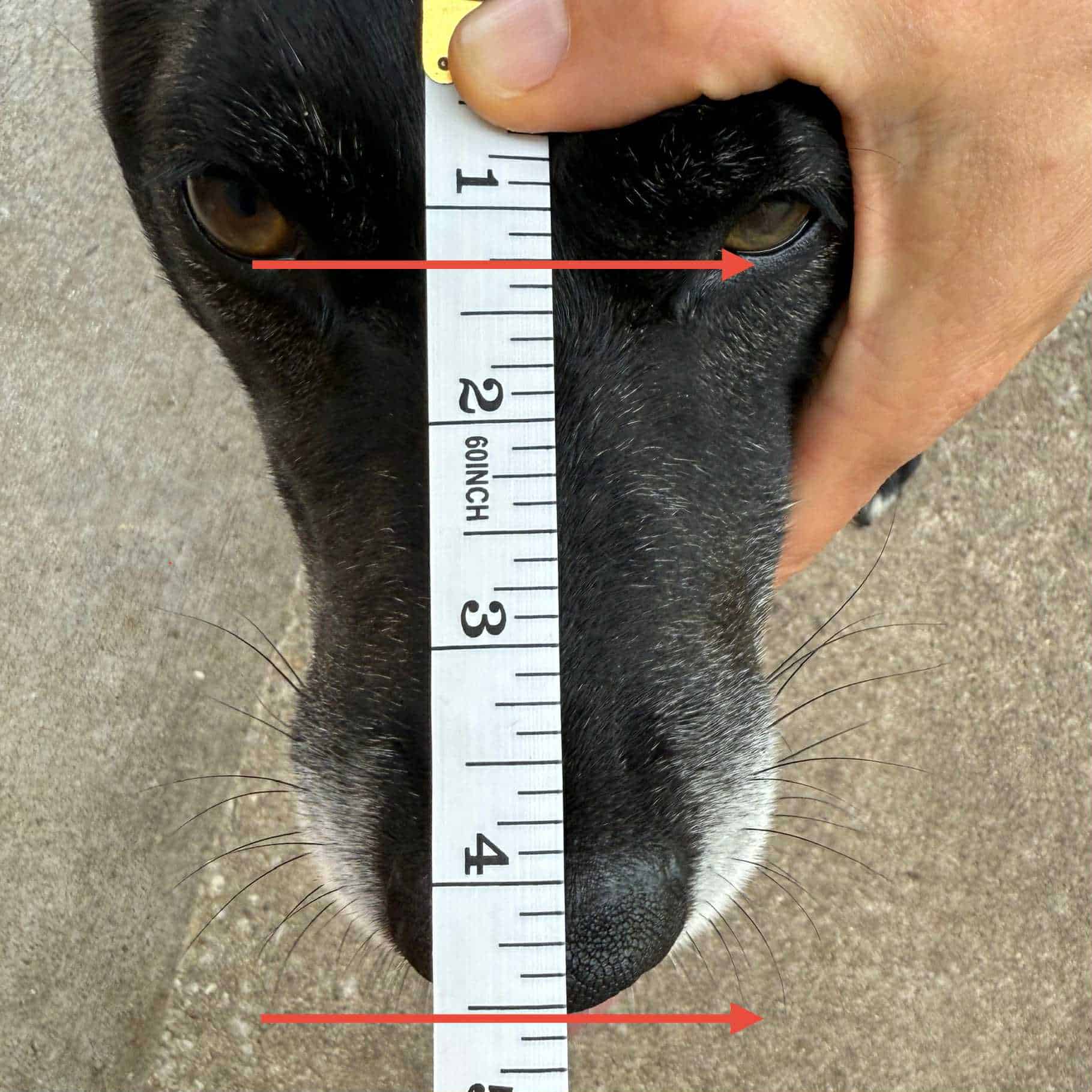 measuring for a muzzle water line to tip of nose