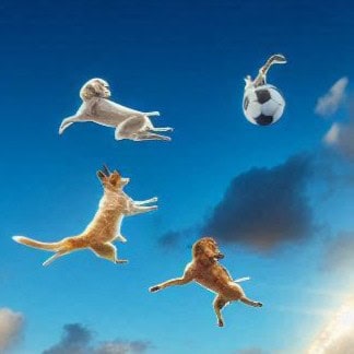 Flying World Cup Dogs